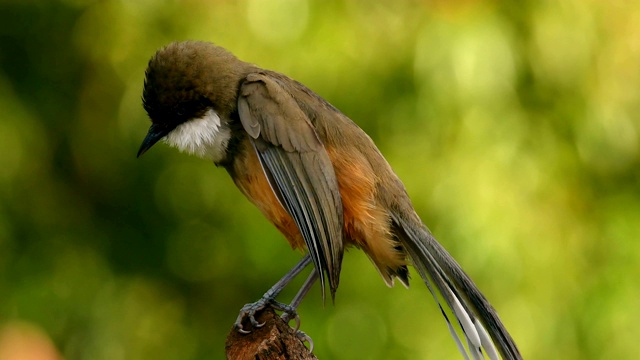 白喉笑鸫(Pterorhinus albogularis)洗澡后正在干燥和梳理自己视频素材