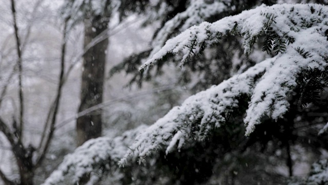 森林里的雪(超级慢镜头)视频素材