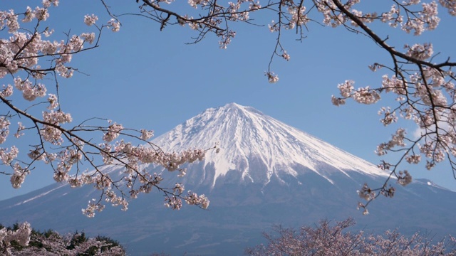 富士山和樱花(慢镜头)视频素材