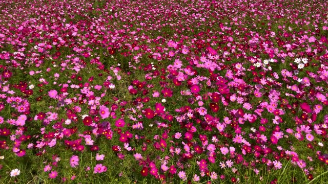 宇宙花领域视频素材