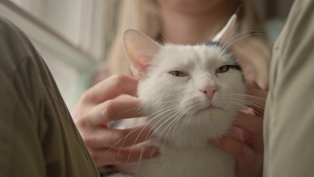 女人抚摸着窗台上熟睡的小猫视频素材