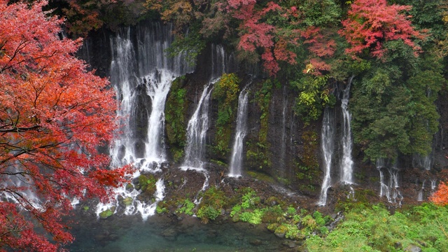 白斋瀑布，日本秋景在富士山西南山麓静冈视频素材