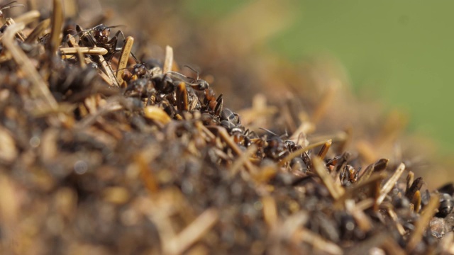 蚂蚁在有许多针的蚁丘里视频素材