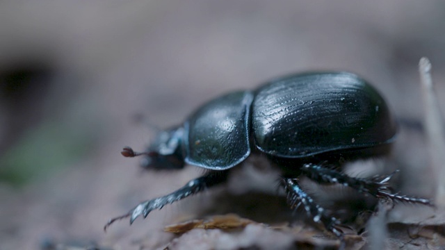 新森林，森林甲虫(Anoplotrupes stercorosus)在森林地面爬行视频素材