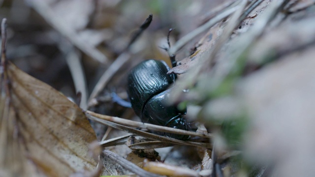 新森林，森林甲虫(Anoplotrupes stercorosus)在森林地面爬行视频素材