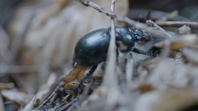 新森林，森林甲虫(Anoplotrupes stercorosus)在森林地面爬行视频素材