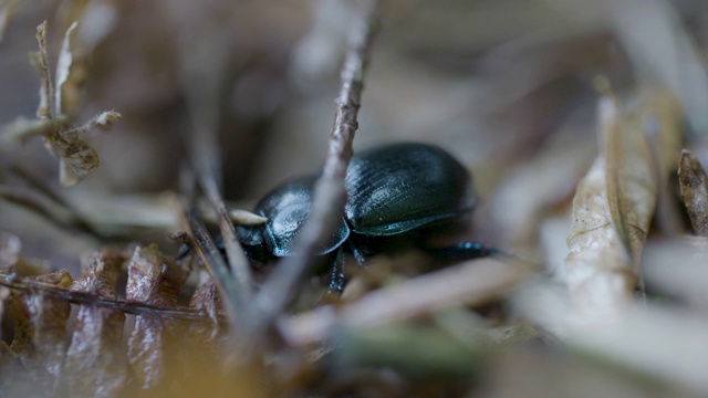 新森林，森林甲虫(Anoplotrupes stercorosus)在森林地面爬行视频素材