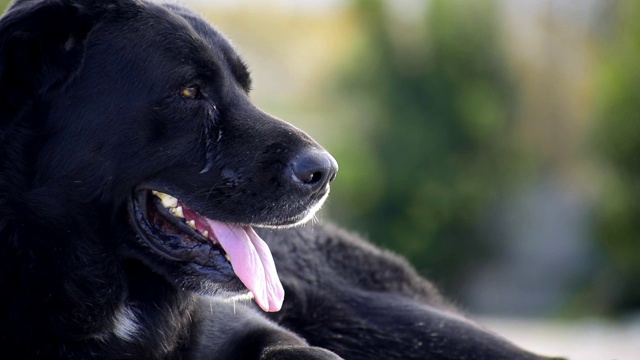 一只黑色獒犬在地上休息的特写镜头。视频素材