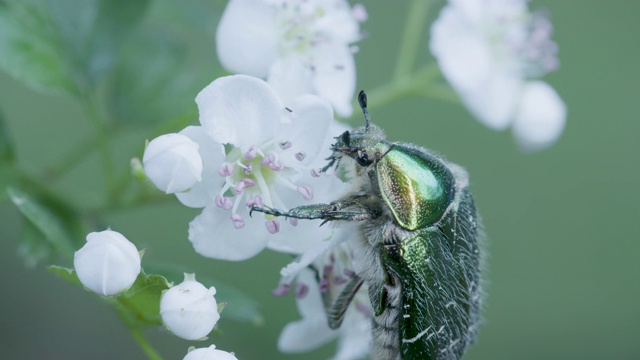 新森林，玫瑰金龟子(Cetonia aurata)爬在开花山楂(山楂)上视频素材