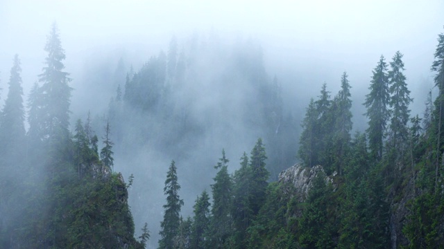 浓雾笼罩着落基山脉的松树视频素材