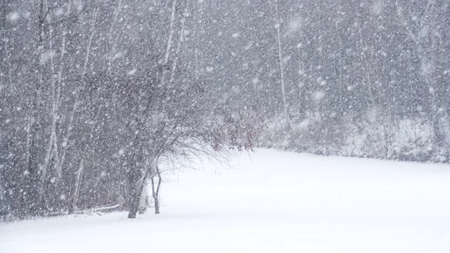 森林里的大雪视频素材