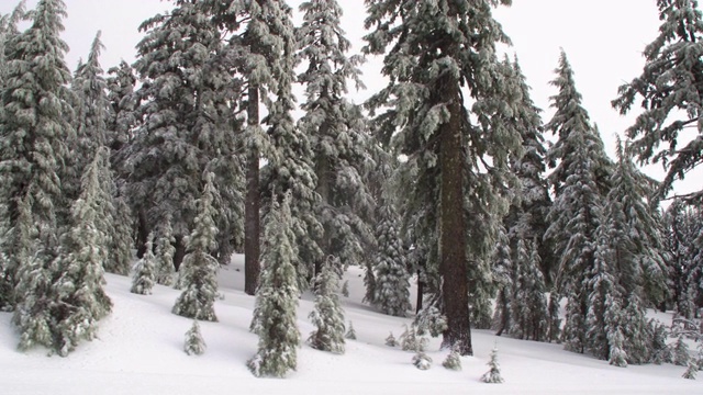 走过雪林视频素材