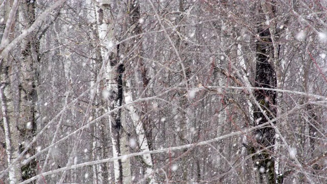 森林里的大雪视频素材