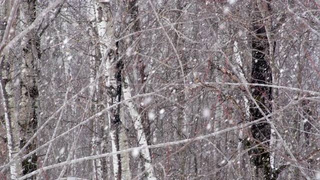 森林里的大雪视频素材