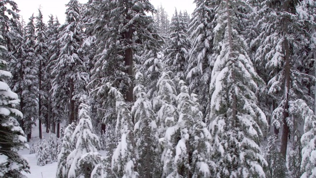 走过雪林视频素材