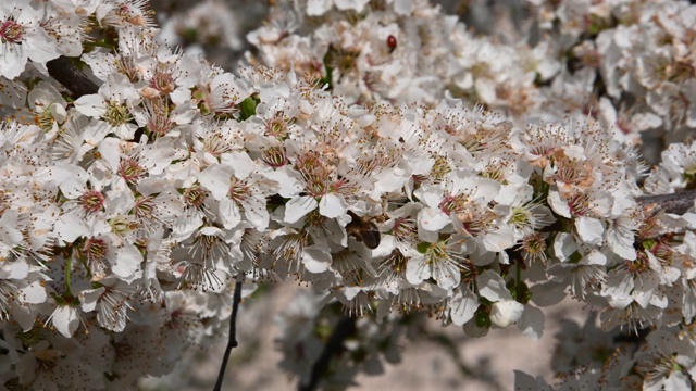 近距离观察蜜蜂在白色樱桃梅花上视频素材