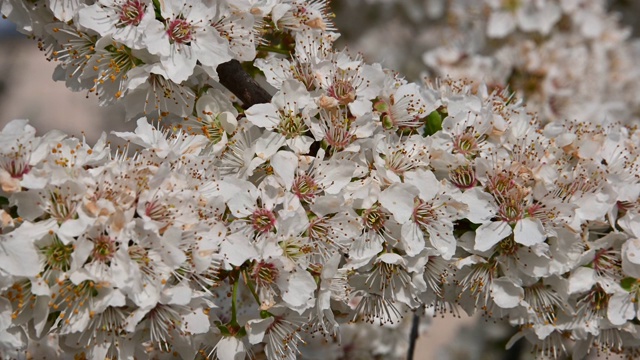 靠近白色的樱花梅花视频素材