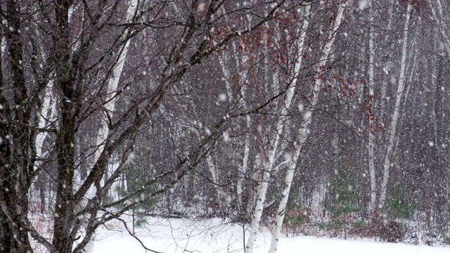 森林里的大雪视频素材