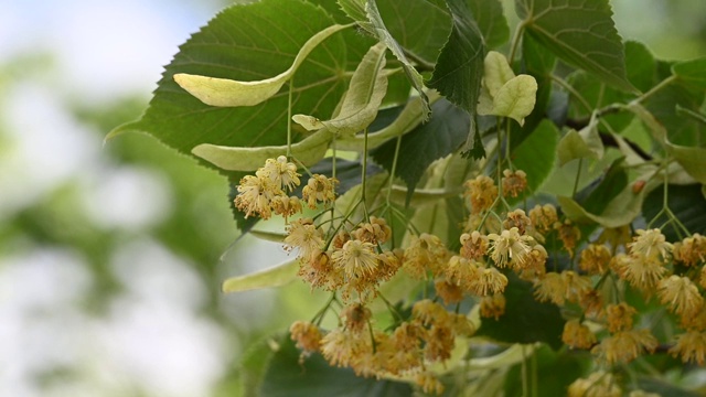 近黄菩提树花盛开视频素材