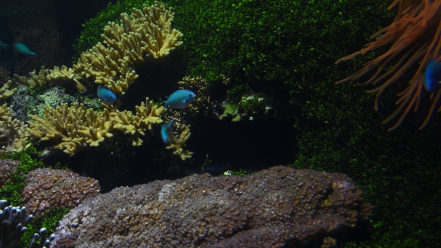 彩色的看鱼在水族箱近距离视频素材