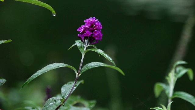 下雨天靠近湖的植物1视频素材