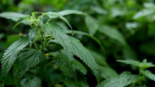 荨麻在雨天1视频素材