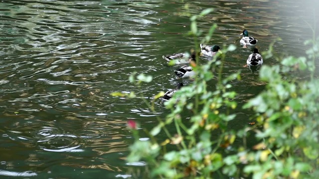 绿头鸭到湖视频素材