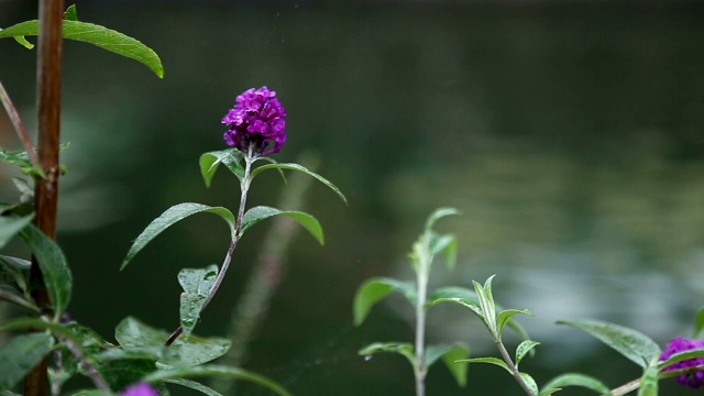 雨天靠近湖的植物视频素材