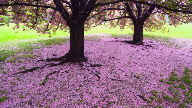 5月6日，在美国纽约中央公园的大草坪上，盛开的樱花树绽放出绚丽的花瓣。视频素材