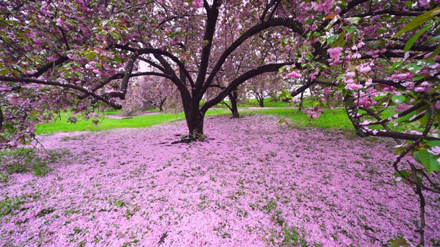 5月6日，在美国纽约中央公园的樱花树下，无数花瓣飘落，覆盖草坪。视频素材