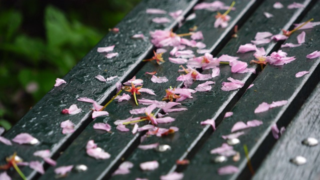 5月6日晚，在美国纽约中央公园，被雨水打湿的樱花花瓣落在公园长椅上。视频素材