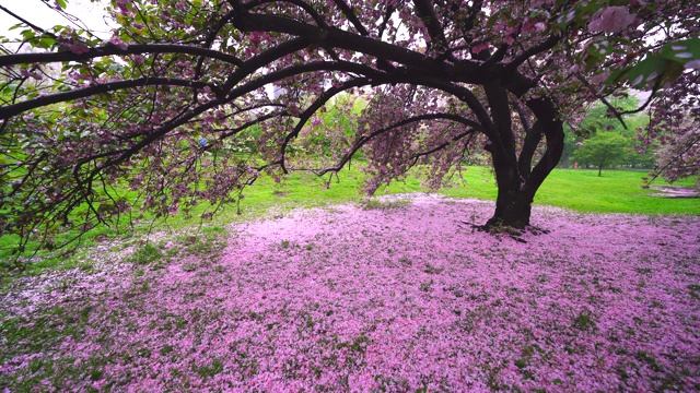 5月6日，在美国纽约中央公园的樱花树下，无数花瓣飘落，覆盖草坪。视频素材