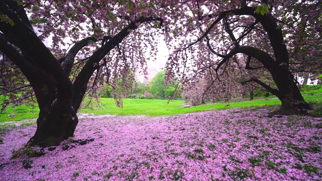 5月6日，在美国纽约中央公园的樱花树下，无数花瓣飘落，覆盖草坪。视频素材