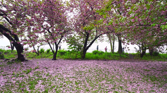 5月6日，在美国纽约中央公园的樱花树下，无数花瓣飘落，覆盖草坪。视频素材