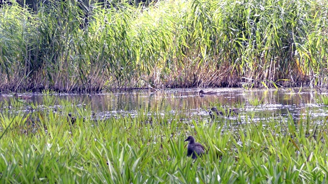 野鸭和其他鸟类在池塘里游泳视频素材