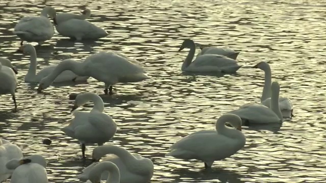 一群在日本长野浅滩休息的天鹅视频素材