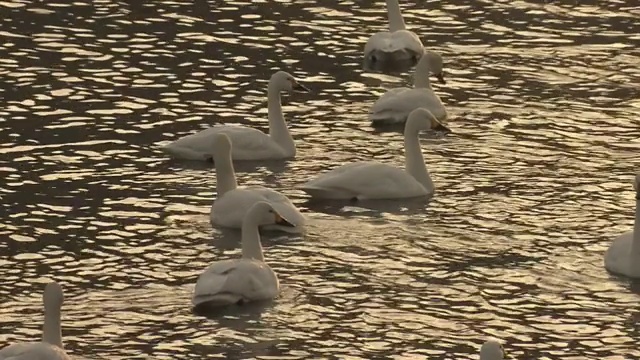 一群天鹅在湖，长野，日本视频素材