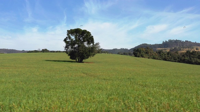 斑点的鸟风景的乡村全景，绿色的农田与一棵树中心视频素材