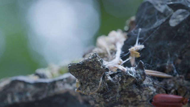 在朽烂的倒下的木头上爬行的红头红衣甲虫(焦色瓢虫属)。新森林视频素材