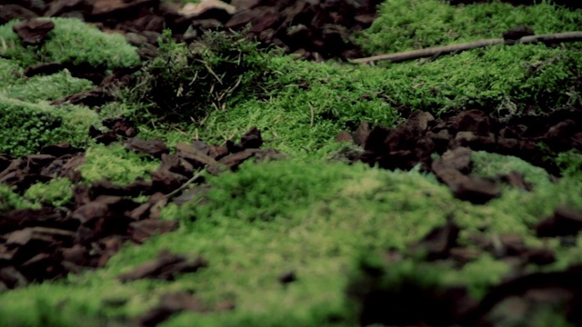 田间小植物特写视频素材