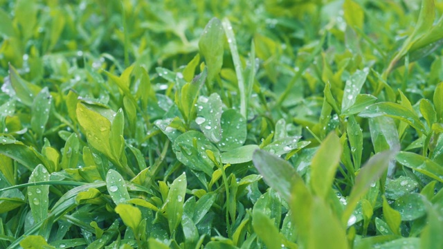 雨后的清新。清洁湿草近。水滴在草地上。视频素材