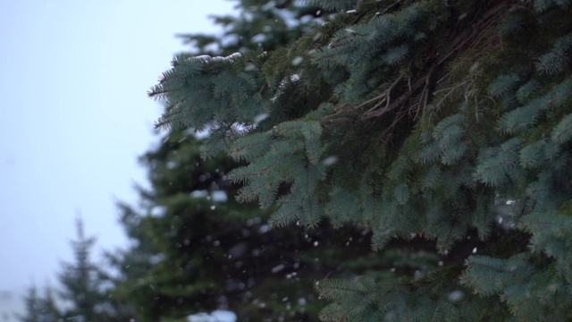 雪花落在树枝上视频素材