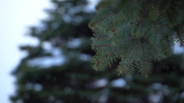 雪花落在树枝上视频素材