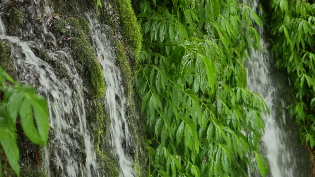 瀑布在绿叶和青苔之间流淌视频素材