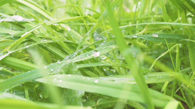 清晨的清新，露珠洒在青草上。水滴在草地上。视频素材