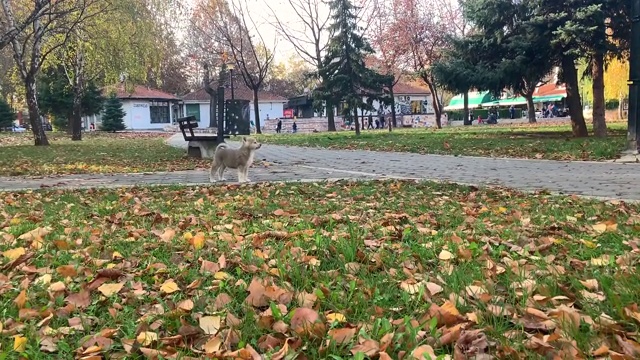 秋田犬在公园里视频下载