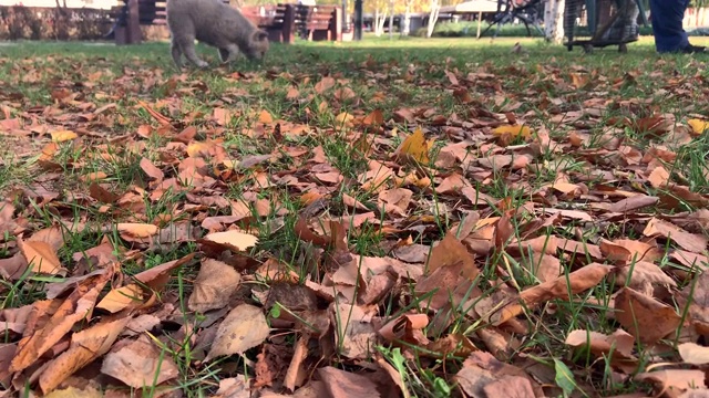 秋田犬在公园里视频下载