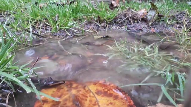 秋叶在水坑里，水滴落在水坑里。视频素材