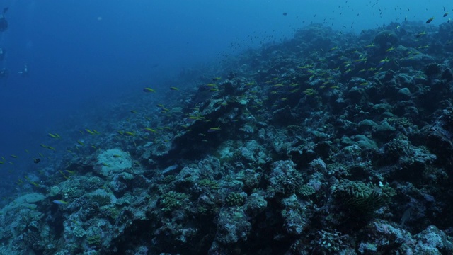 一群大鱼在深海暗礁里游泳视频素材