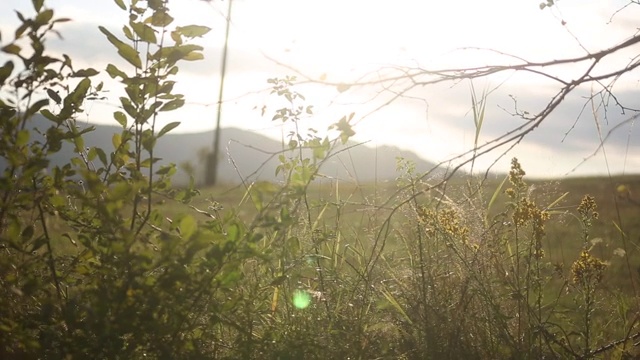 阳光下的草地和植物视频素材